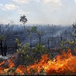 Cerrado supera Amazônia e se torna maior foco de desmatamento do país