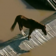 Vídeo: cavalo fica ilhado em telhado em meio a inundação em Canoas (RS)