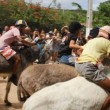 Juíza manda suspender corrida do jegue que aconteceria hoje na Paraíba