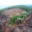 Em meio a tragédia climática no RS, Senado votará projeto que reduz reservas na Amazônia