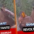 Vereador mais votado de João Pessoa polemiza e publica vídeo de zoofilia nas redes sociais