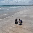 Fezes encontradas em litoral da Paraíba são de tartarugas marinhas, aponta laudo da UFPB